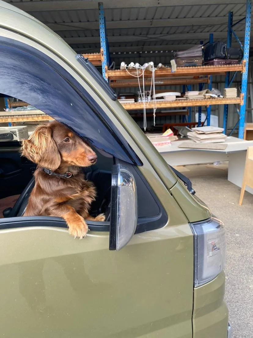 Dachshund in a Kei truck